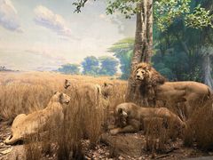 -美国自然历史博物馆