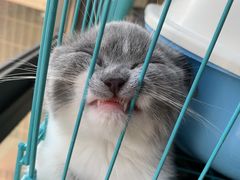 -喵zoo家庭繁育猫舍(尖东智能花园店)