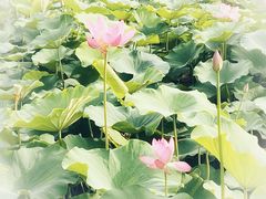 -梁鸿国家湿地公园