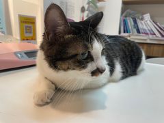 -御宝贝·A梦猫科宠物医院(国际猫友好医院)
