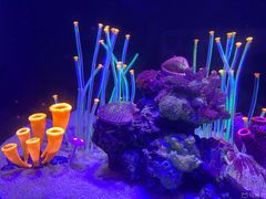 -欢乐海岸海洋奇梦馆