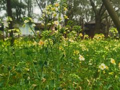 -东湖磨山景区樱花园-停车场