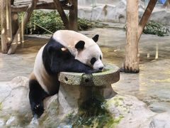 -栾川竹海野生动物园