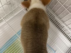 -翊宠yipet猫狗购宠庄园犬舍•猫舍