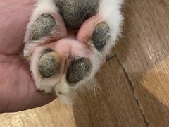 -Husky Go! 哈士奇体验馆·宠物咖啡厅狗咖