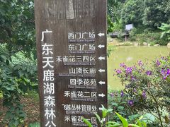 -天鹿湖森林公园