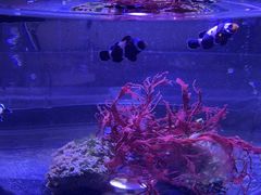 -海合安青岛极地海洋公园