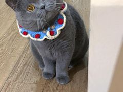 -猫里有甜