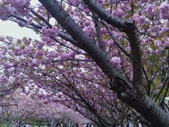 -高东镇樱花园