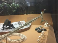 -美国自然历史博物馆