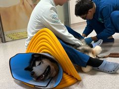 -谐和贝康宠物医院24小时·宠保定点(急重症转诊中心)