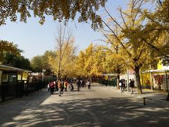 -三里屯东五街银杏大道
