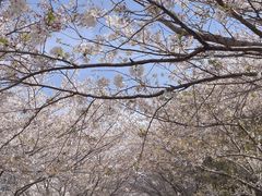 -高东镇樱花园