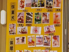 -南京Hallo宠物乐园·哈罗犬舍·柴犬繁育基地