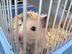 -青石桥花鸟鱼虫市场(叠翠城店)