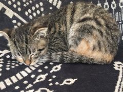 -平行世界·猫咖(首经贸店)