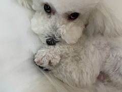 -萌兽医馆·犬猫专科·眼科中心·宠物医院(朝阳门分院)