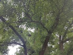 -红螺寺