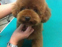 -中农大我爱我爱24h动物医院·中医针灸·猫专科·骨科医疗中心(双井店)