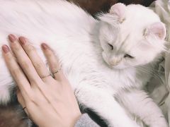 -猫小院猫主题餐厅(三里屯店)