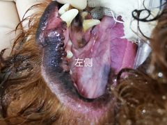 -佳雯宠物医院(金华南路分院)