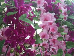 -兰陵国家农业公园