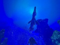 -海合安成都极地海洋公园