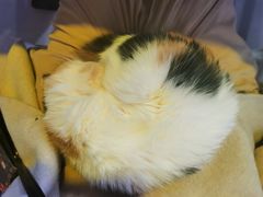 -平行世界·猫咖(首经贸店)