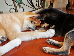 -喜柴咖啡·柴犬狗咖