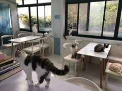 大堂-喵的天空名猫咖啡馆·撸猫·猫舍·用品