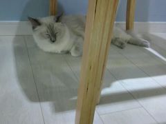 -喵的天空名猫咖啡馆·撸猫·猫舍·用品