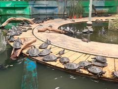 -广州长隆飞鸟乐园