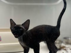 -翊宠yipet猫狗购宠庄园犬舍•猫舍