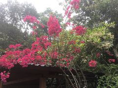 -广州市流溪河国家森林公园