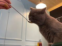 -遇见羊驼·奶狗咖·布偶猫咖·法斗柯基柴犬阿拉斯加(春熙路太古里IFS店)