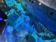-大连圣亚海洋世界