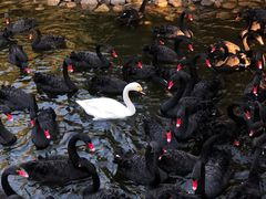 -长白岛森林公园