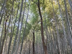 -上海佘山国家森林公园天马山园