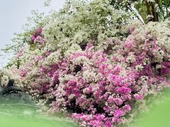 -深圳国际园林花卉博览园