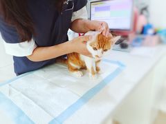 -萌兽医馆·宠物医院·猫骨科(创景店)