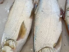 -柘林湖生态鱼馆