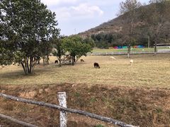-大连铭湖国际观光牧场