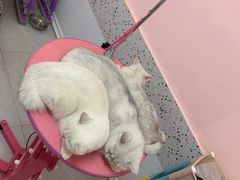-宠屋宠物美容店