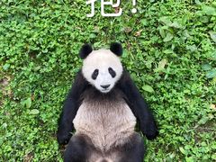 -都江堰中华大熊猫苑