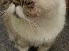 -猫色咖啡·猫咖