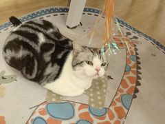 -有喵·猫咖·狗咖·30几只猫10只小狗(岗厦店)