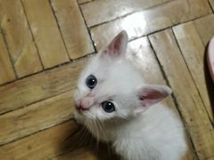 -艾贝尔宠物诊疗