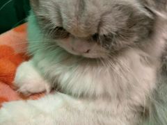 -猫咪博物馆(顶澳仔猫街店)