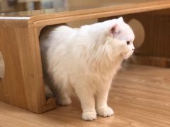 -猫和宫(六道口店)