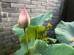 -花锦堂·隐庐